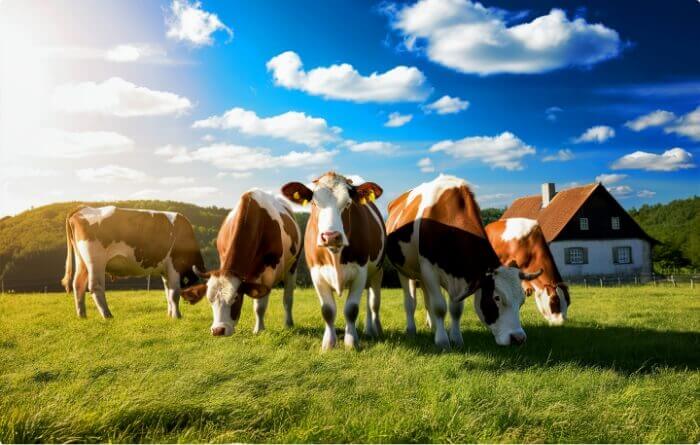 sourcing-beef