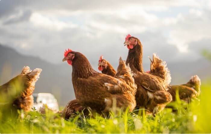 sourcing-chicken