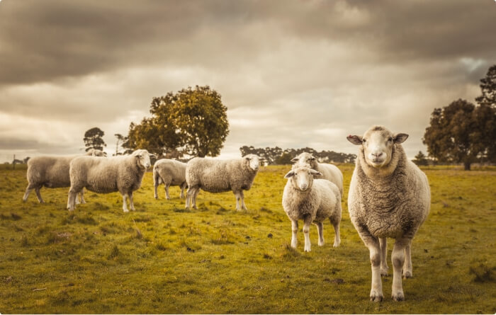 sourcing-lamb