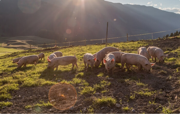 sourcing-pork